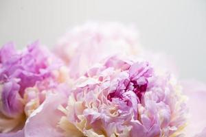 fondo de flor de peonía rosa, hermosa primavera. foto
