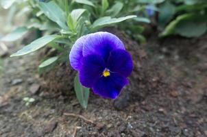 Flowering blue Pansies, Viola tricolor, hortensis close up photo
