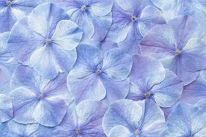 hydrangea flower background