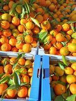 mandarin fruit food photo