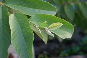 selective focus on guava leaf shoots which are useful as traditional herbal medicines to treat diarrhea, lower cholesterol and to relieve coughs and colds