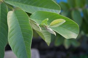 enfoque selectivo en brotes de hojas de guayaba que son útiles como medicinas herbales tradicionales para tratar la diarrea, reducir el colesterol y aliviar la tos y los resfriados foto