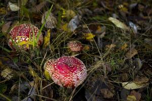 pequeña seta roja. seta en el bosque. foto