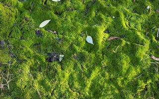 Bright green moss as background photo