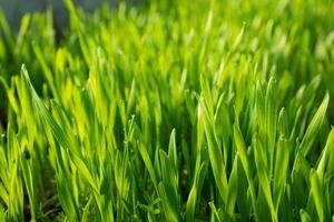 Field with sprouts of oats in the early morning. Young sprouts of wheat, closeup view. photo