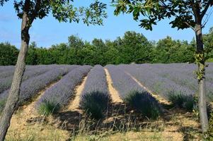 Zoom in a lavenders field photo