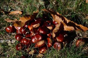 Chestnuts on the ground photo
