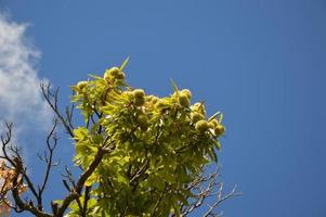 Chestnuts tree in the blue sky photo