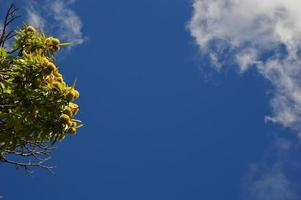 Chestnuts tree in the blue sky photo