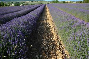 Zoom in a lavenders field photo