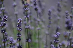 Zoom in a lavenders field photo