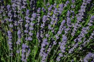 Zoom in a lavenders field photo