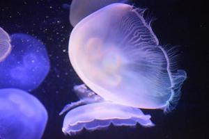 un primer plano de medusas foto