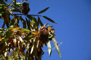 Chestnuts tree in the blue sky photo