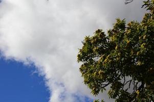 Chestnuts tree in the blue sky photo
