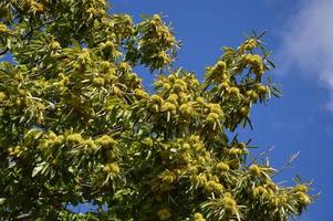 Chestnuts tree in the blue sky photo