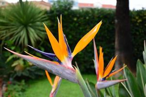 Strelitzia reginae mojada foto