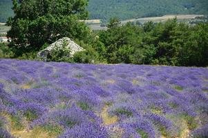 Zoom in a lavenders field photo