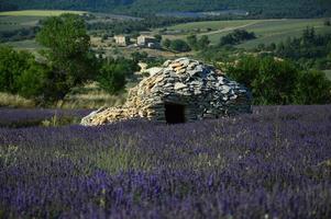 un borie en el sur de francia en medio de un campo de lavanda foto