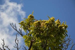 Chestnuts tree in the blue sky photo