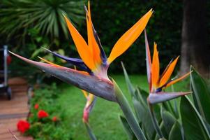 Strelitzia reginae mojada foto