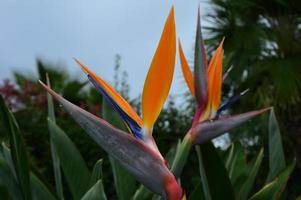 Strelitzia reginae mojada foto