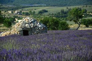 un borie en el sur de francia en medio de un campo de lavanda foto