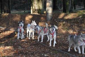 perros de trineo en el bosque foto