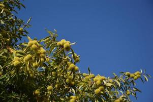 Chestnuts tree in the blue sky photo