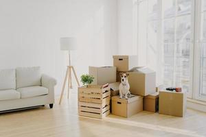 Moving Day concept. Cute domestic dog poses near cardboard boxes in spacious room with sofa, big window in background, waits for host, change place of living in new apartment, looks somewhere. photo