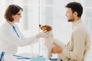 Professional veterinarian doctor makes checkup of jack russel terrier dog in clinic, wears white coat and medic gloves, going to vaccinate. Dod owner comes with pet to vet. Animal healthcare