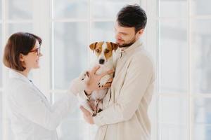 Horizontal shot of caring dog owner carries pet on hands, shows to animal specialist. Jack russell terrier being examined by vet in private clinic, stand indoor against window. Vet examining photo