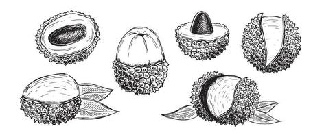 Lychee doodle drawings. Exotic fruit. Vector