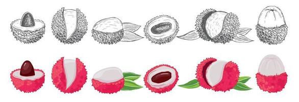 Lychee set. Exotic fruit. Hand drawn illustration. vector