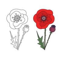 Coloring hand drawn line drawing of a poppy and color poppy for example. Vector natural elements for design