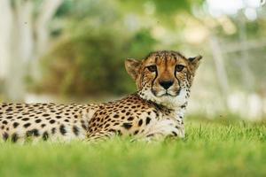 Close up view of cheetah that is lying down on the green grass outdoors photo