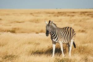 Side view. Zebra in the wildlife at daytime photo