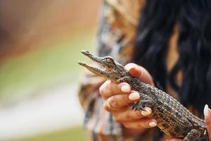 mujer sosteniendo un pequeño cocodrilo bebé en las manos foto