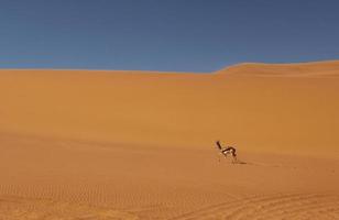 Anthelope is walking. Majestic view of amazing landscapes in African desert photo