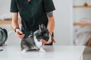 Taking out some amount of hair. Cute little rabbit is in the grooming studio photo