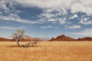 los árboles están creciendo en la tierra de clima extremo. vista majestuosa de paisajes asombrosos en el desierto africano foto