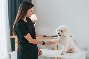 Giving the paw. Cute little dog is in the grooming studio photo