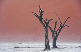 Place with dead trees. Majestic view of amazing landscapes in African desert