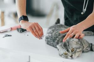 Scottish fold cat is in the grooming salon with female veterinarian photo