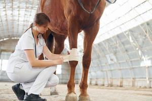 Damaged knee is getting bandaging. Female doctor in white coat is with horse on a stable photo