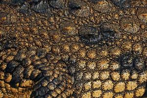 Close up view. Crocodiles relaxed and resting on the ground photo