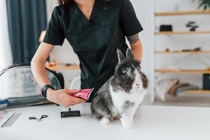 Sitting on the table. Cute little rabbit is in the grooming studio photo