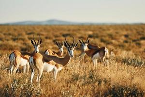 muchos de los antílopes están en la vida silvestre al aire libre en África foto