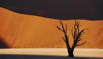 Dead trees is in the sand. Majestic view of amazing landscapes in African desert photo