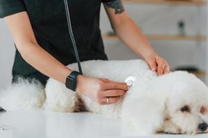 Using stethoscope. Cute little dog is in the veterinary clinic photo